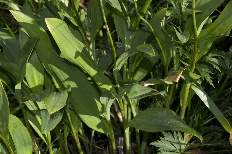 Allium ochroleucum - Magredi